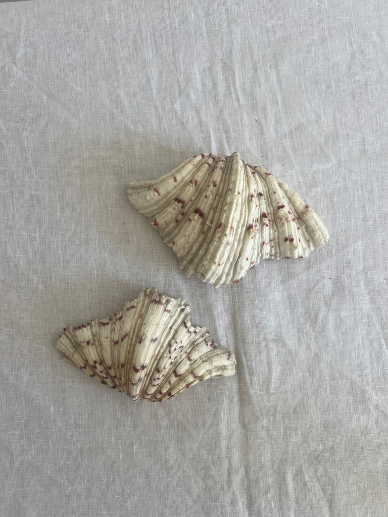 PAIR OF DECORATIVE CLAM SHELLS