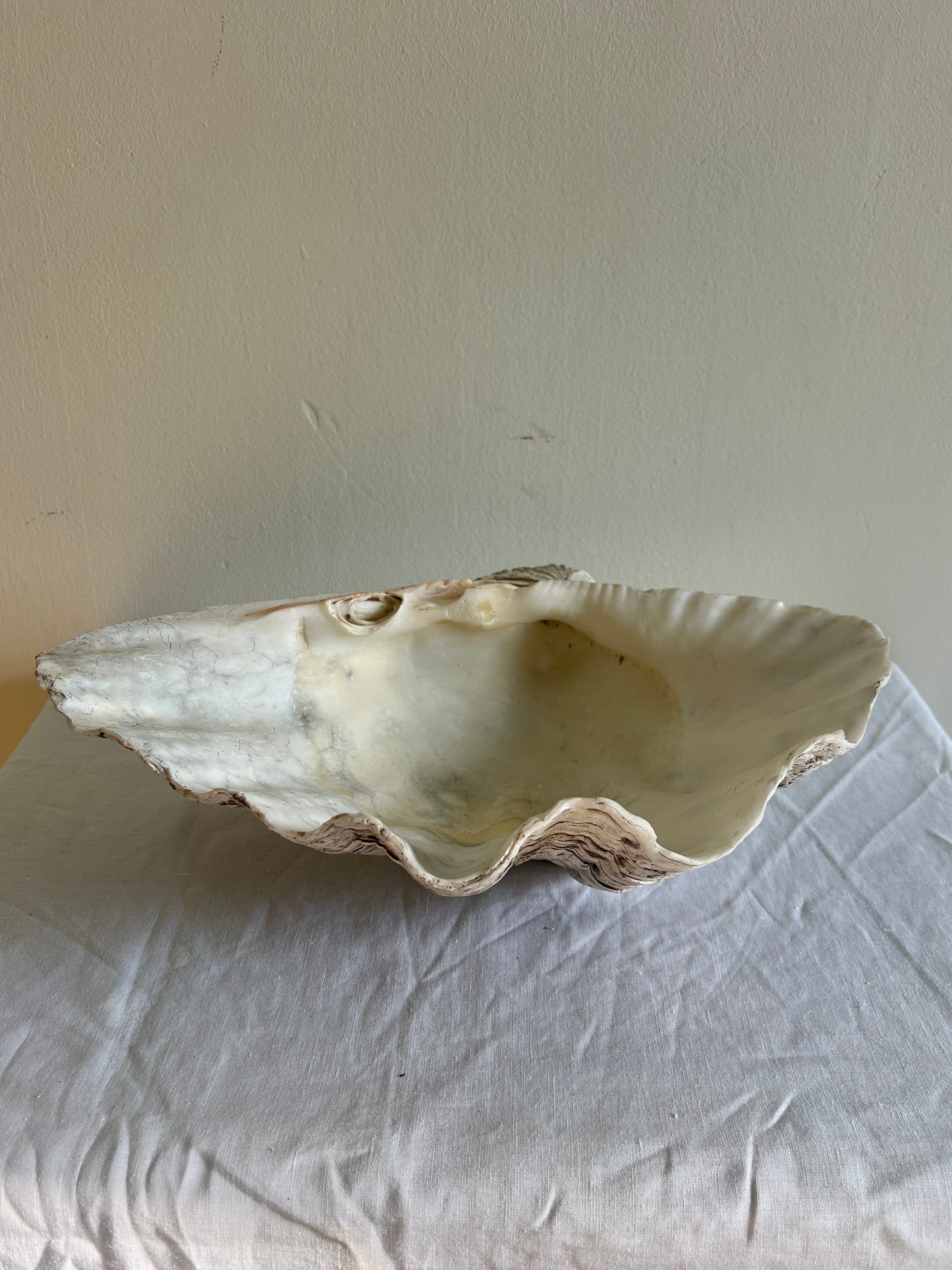 CLAM SHELL