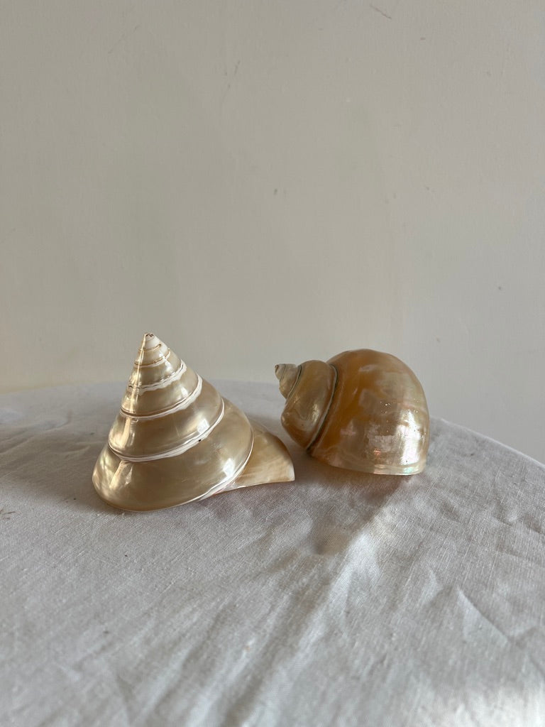 PAIR OF MOTHER OF PEARL TROCA SHELLS