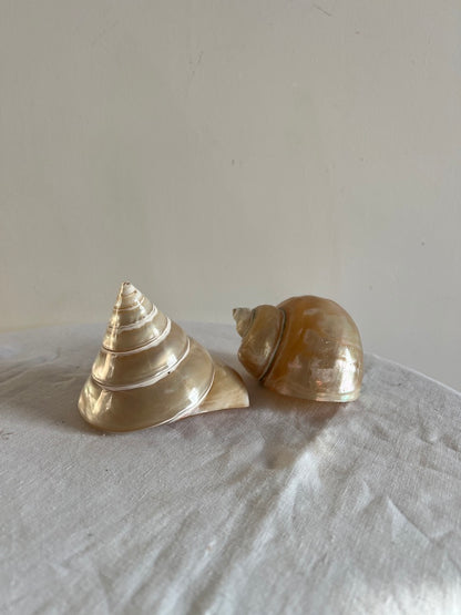 PAIR OF MOTHER OF PEARL TROCA SHELLS