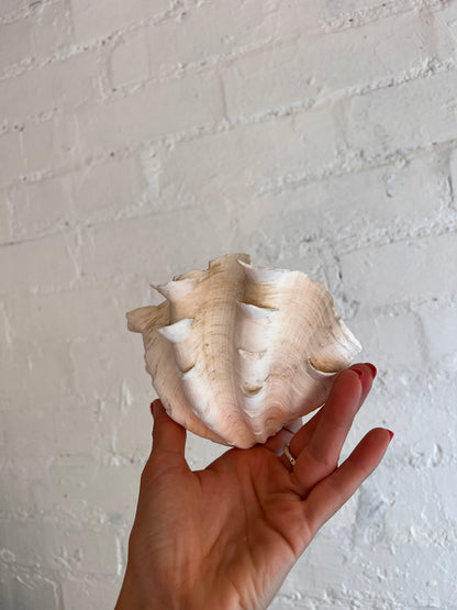 SMALL CLAM SHELL