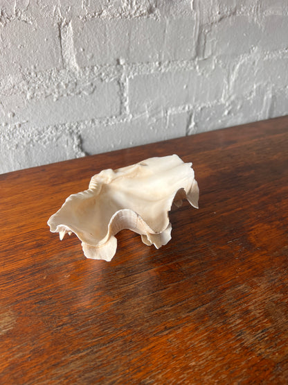 SMALL CLAM SHELL