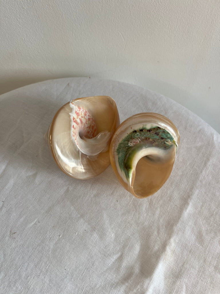 PAIR OF MOTHER OF PEARL TROCA SHELLS