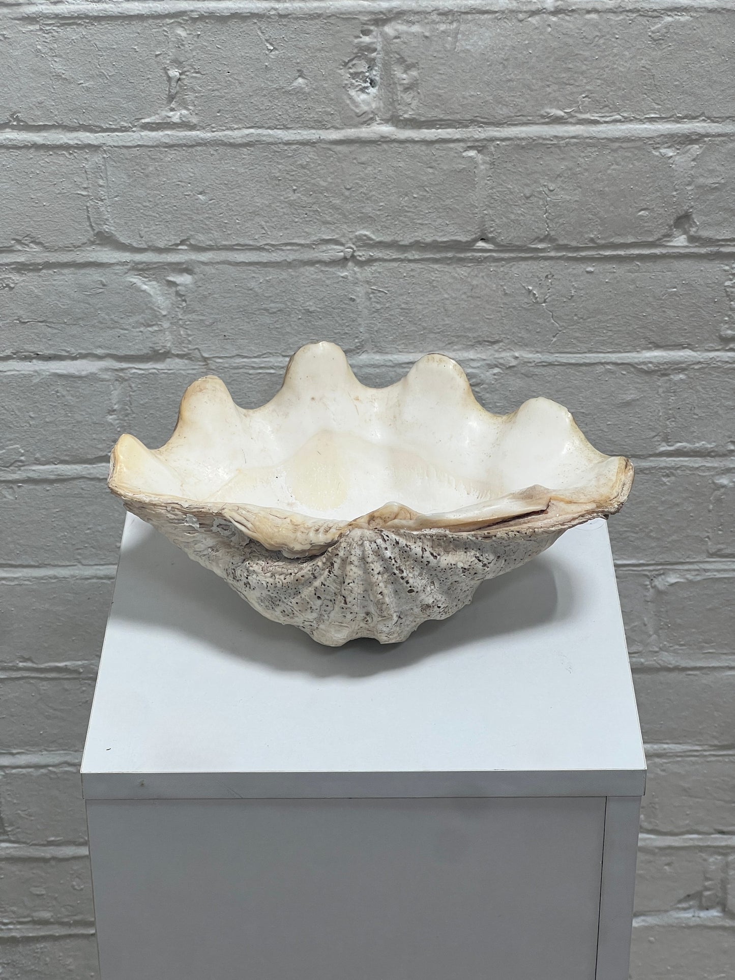 VINTAGE CLAM SHELL