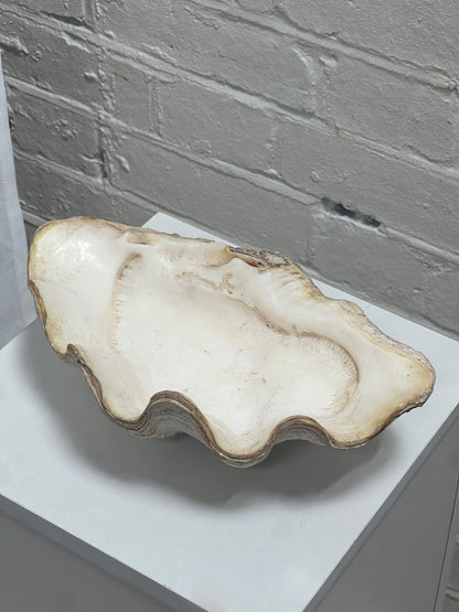VINTAGE CLAM SHELL