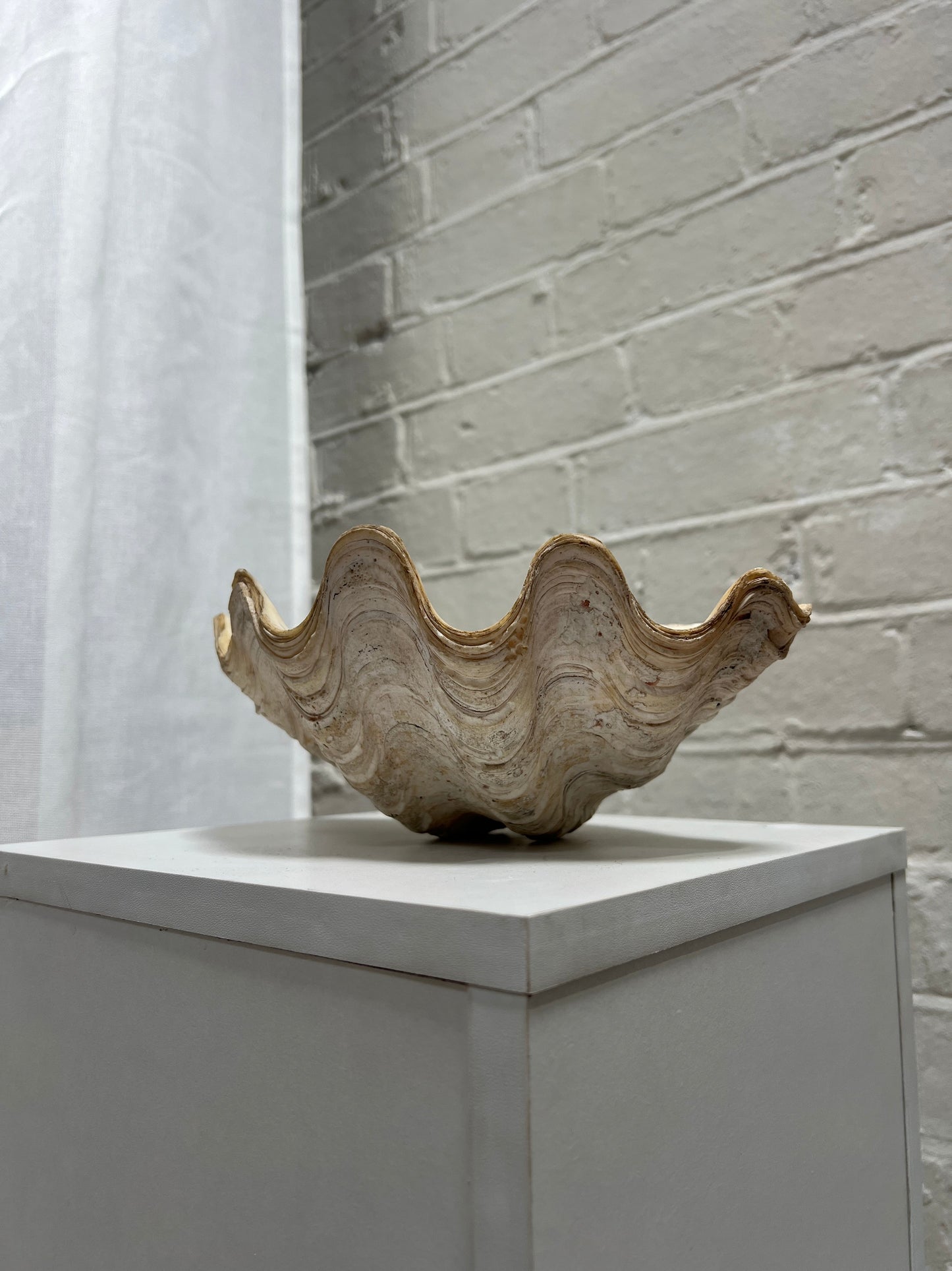 VINTAGE CLAM SHELL