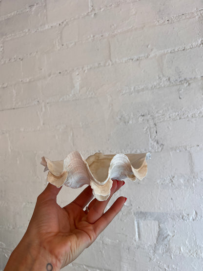 SMALL CLAM SHELL
