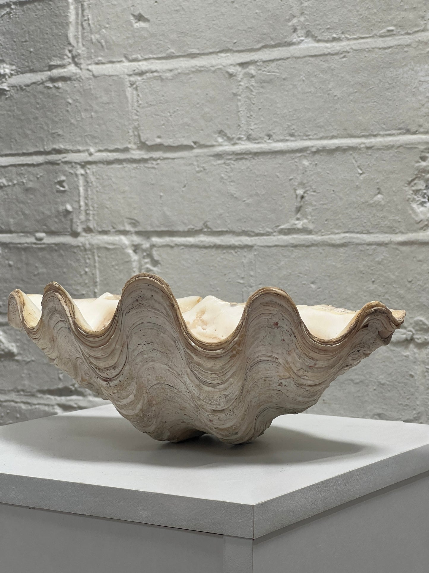 VINTAGE CLAM SHELL